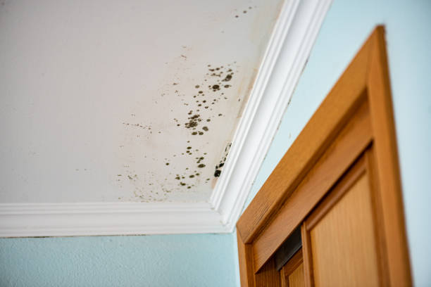 Best Residential Mold Removal  in Saxonburg, PA