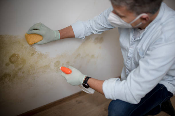 Best Best Mold Removal Companies  in Saxonburg, PA