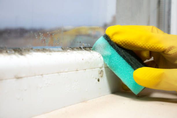 Best Mold Remediation Experts  in Saxonburg, PA