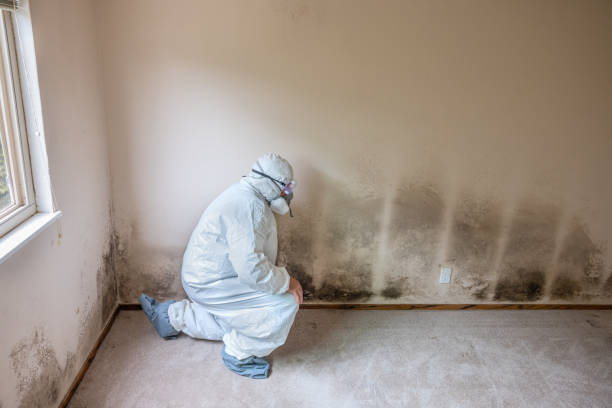 Best Mold Removal Near Me  in Saxonburg, PA