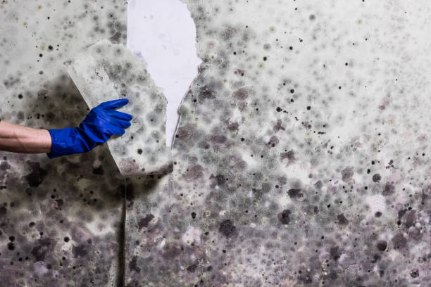 Home Mold Removal in Saxonburg, PA