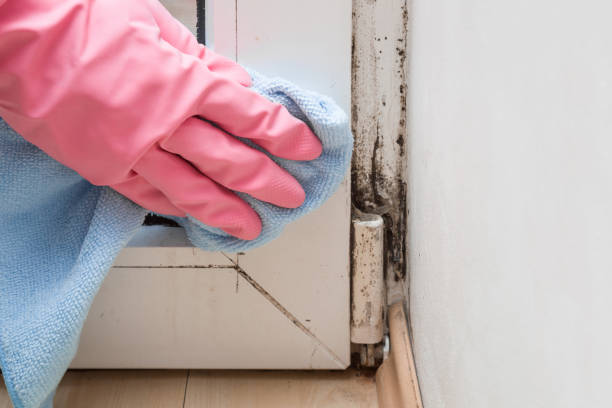Best Mold Removal Near Me  in Saxonburg, PA