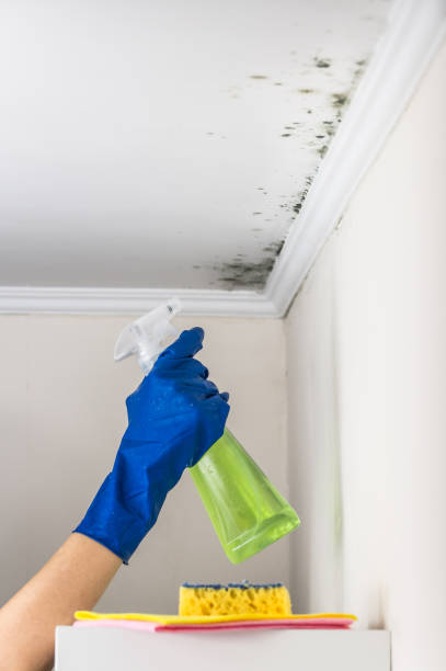Best Mold Remediation  in Saxonburg, PA