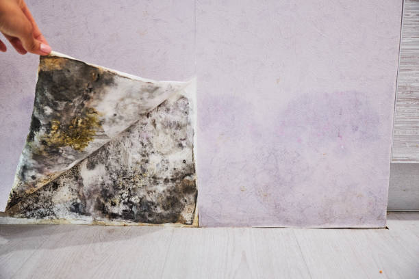 Best Attic Mold Removal  in Saxonburg, PA